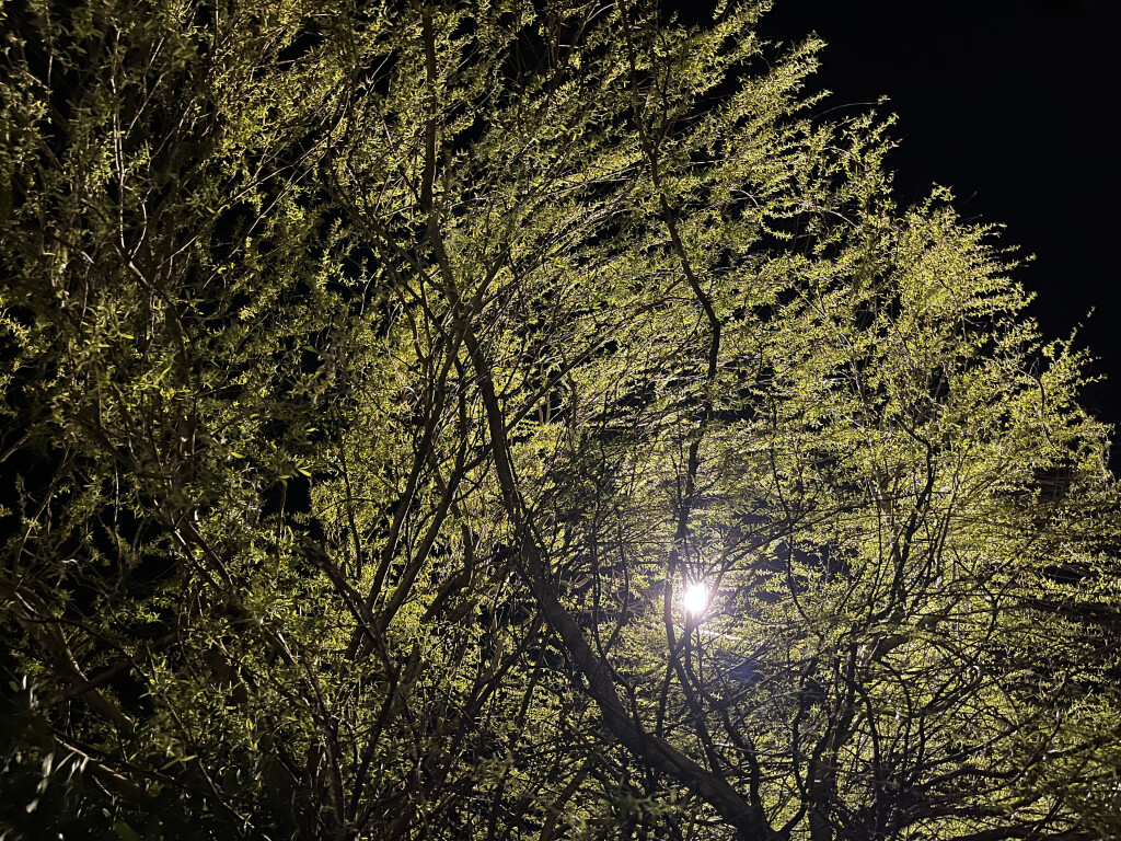 Street Light and Tree, Otley